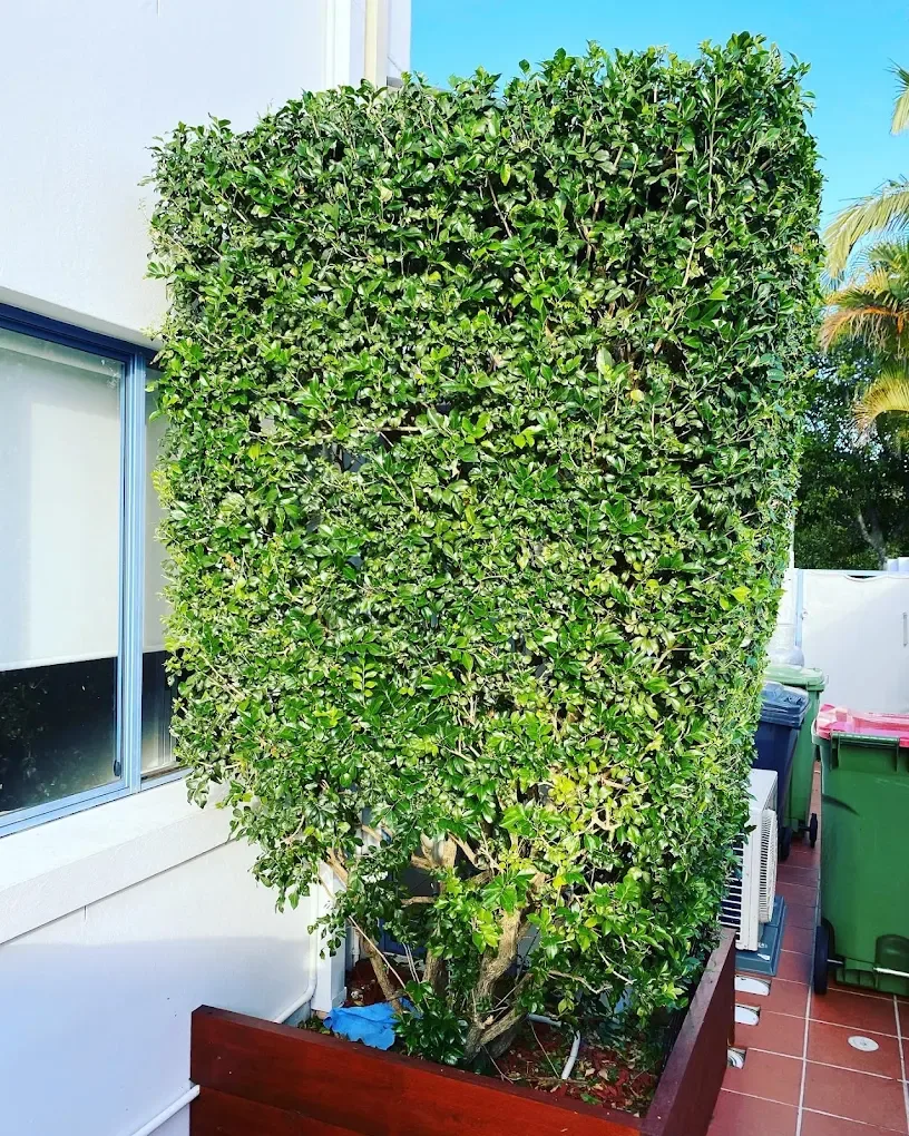 Freshly shaped, sharply squared hedge on a Gold Coast property