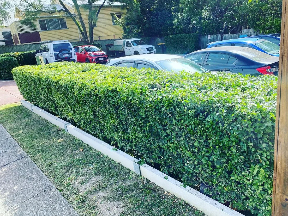 Trimmed hedge and pruned shrubs along a driveway in Greenslopes